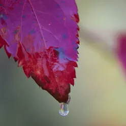 Regndråpe på høstblad. Foto