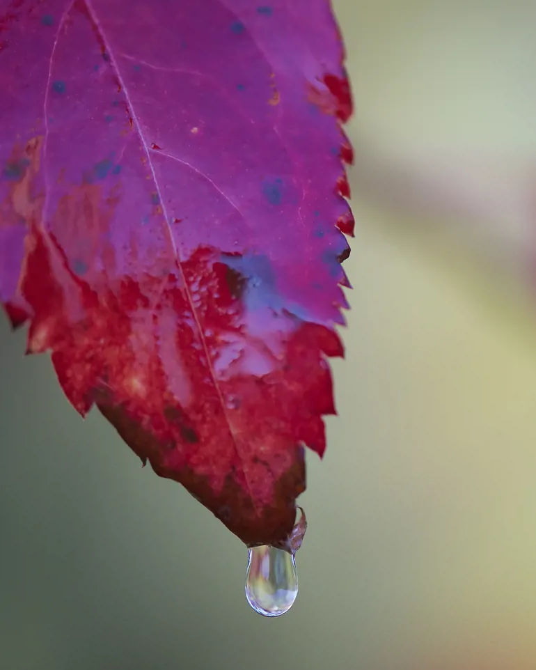Regndråpe på høstblad. Foto