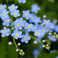 Nærbilde av blå blomster