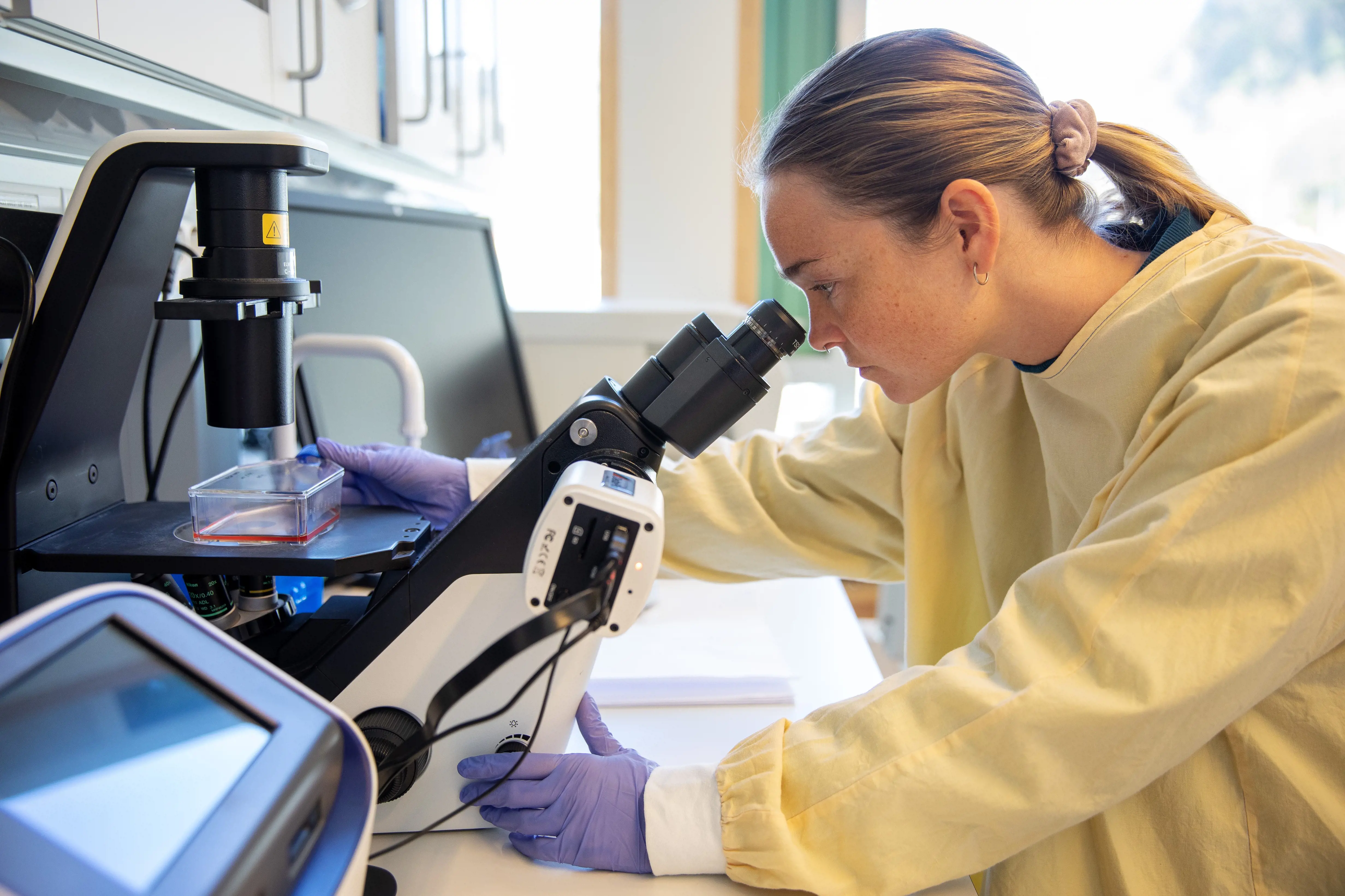 Kvinnelig forsker kledd i gul beskyttelsesfrakk og lilla hansker kikker i mikroskop. Foto