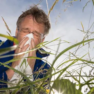 Eldre mann lent over gresstrå nyser inn i lommetørkle. Foto