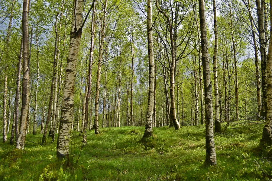 foto av mange trær i skog