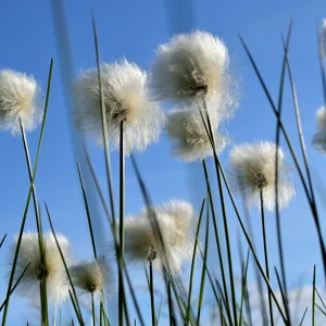 Landskapsbilde myrull. Foto