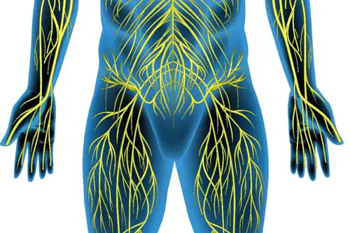 Illustrasjon av mann - hjernen og nervesystem. 