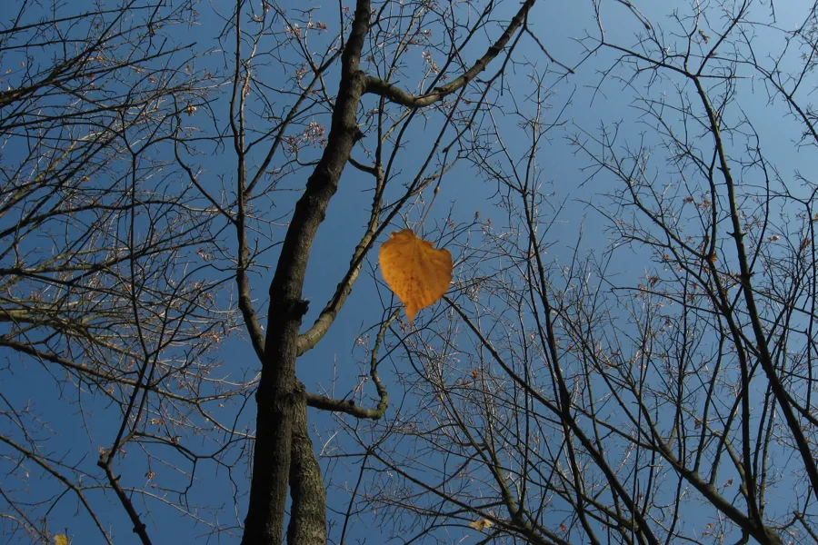 Trær og grener mot himmel, ett oransje blad henger på gren. Foto. Foto.