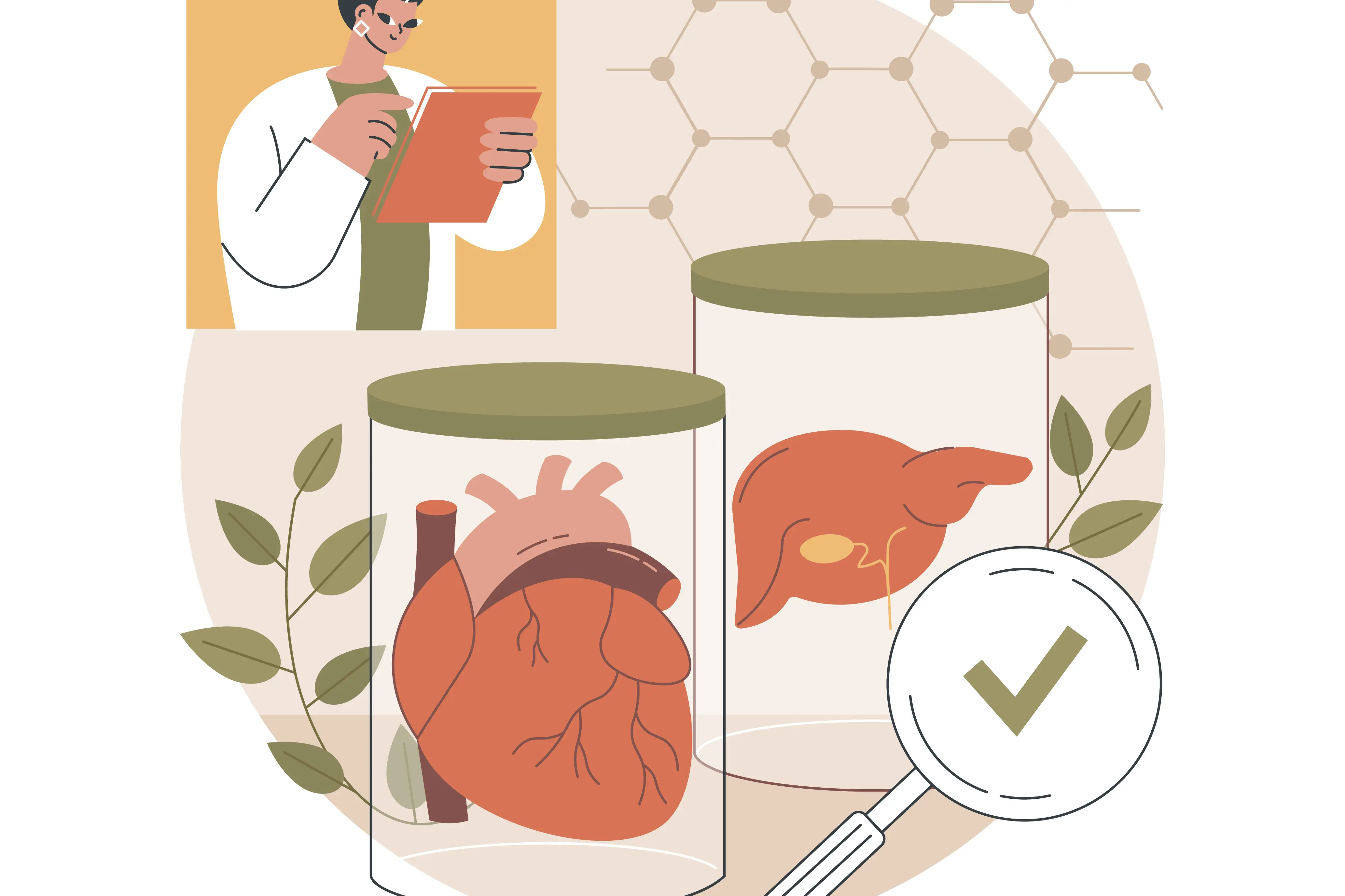 Illustration. Researcher with clipboard, to glasses with heart and other organ and a magnifying glass. 