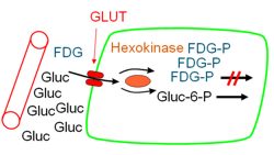 Druesukker (Gluc) blir tatt opp i cellene med ein glukose-transporter (GLUT) same som den fluor-merkede varianten.illustrasjon