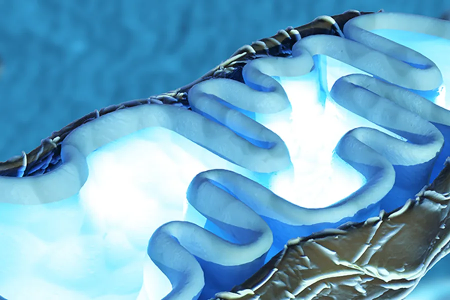 3D illustrasjon av mitokondriium, som forsyner eukaryote celler med energi. 