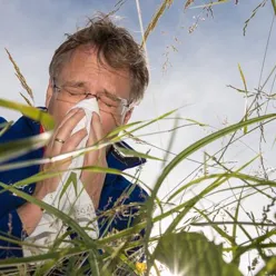 Eldre mann lent over gresstrå nyser inn i lommetørkle. Foto